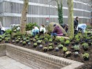 Planting